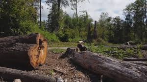 Best Firewood Processing and Delivery  in Lake Forest Park, WA