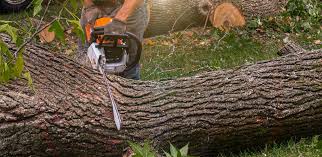 Best Palm Tree Trimming  in Lake Forest Park, WA