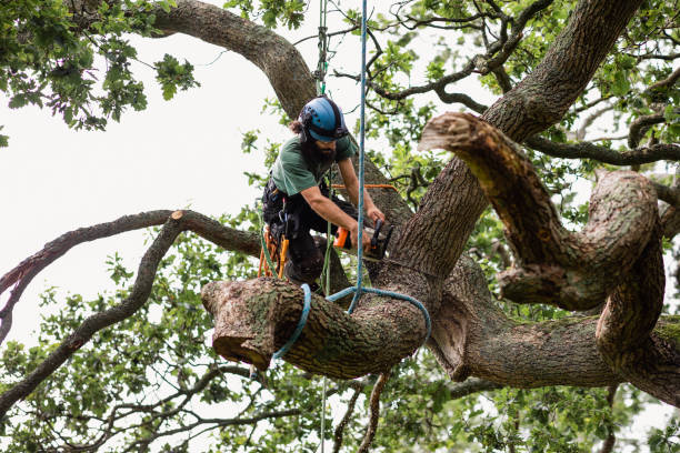 Best Storm Damage Tree Cleanup  in Lake Forest Park, WA