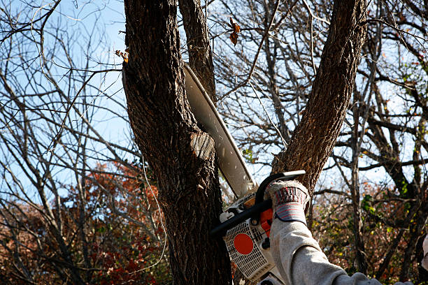 Best Fruit Tree Pruning  in Lake Forest Park, WA